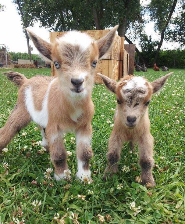 Nigerian Dwarf goat 78 ideas about Nigerian Dwarf Goats on Pinterest Mini farm Goats