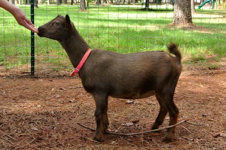 Nigerian Dwarf goat httpsuploadwikimediaorgwikipediaenaa6Flu