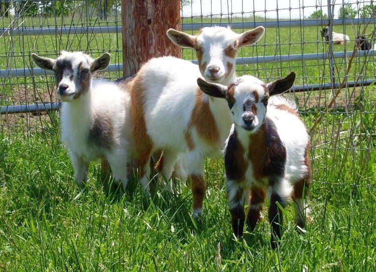 Nigerian Dwarf goat Dreamer39s Farm Boer Goats Nigerian Dwarf Goats and Gypsy Vanner