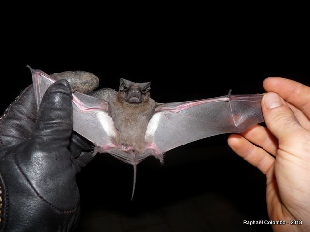 Nigerian free-tailed bat httpsstaticinaturalistorgphotos306984large