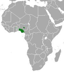 Nigerian shrew httpsuploadwikimediaorgwikipediacommonsthu