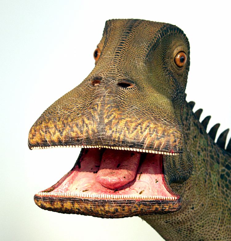 Nigersaurus close-up front view