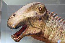 Nigersaurus dinosaur's skull