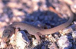 Night lizard httpsuploadwikimediaorgwikipediacommonsthu