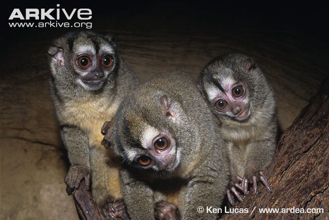 Night monkey Northern night monkey videos photos and facts Aotus trivirgatus