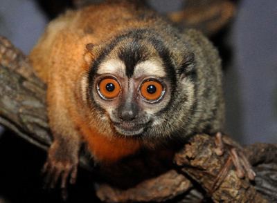 Night monkey Amazon Wildlife Pic of the Month Night Monkey Aqua Expeditions