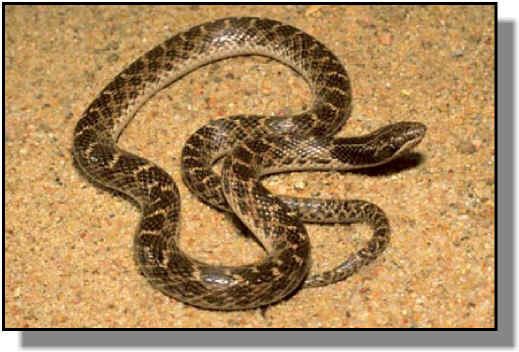 Night snake Night Snakes in Kansas