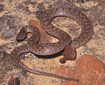 Night snake Night Snake Facts NatureMapping