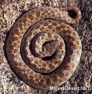 Night snake Night Snake Hypsiglena torquata