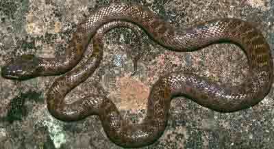 Night snake Hypsiglena torquata Night Snake
