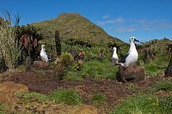 Nightingale Island httpsuploadwikimediaorgwikipediacommonsthu