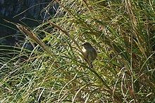 Nightingale Island finch httpsuploadwikimediaorgwikipediacommonsthu