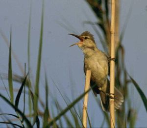 Nightingale reed warbler httpswwwfwsgovpacificislandsimagesreedwarb