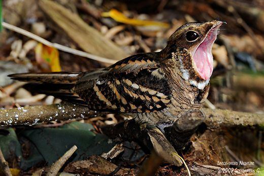 Nightjar Have You Considered These Birds Let39s talk about Nightjars