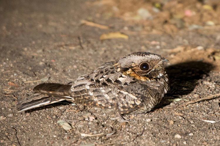 Nightjar Wild Facts Sabi Sabi Private Game Reserve The nightjar