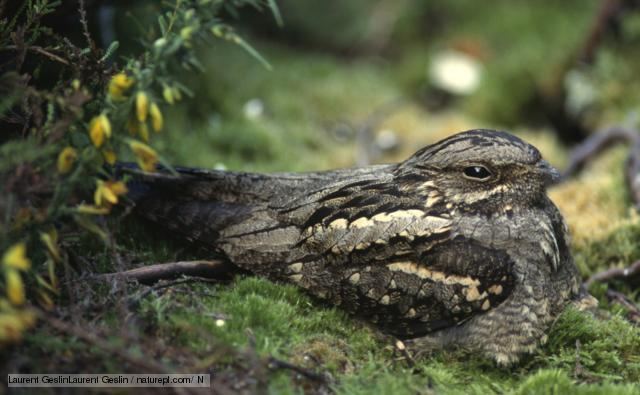 Nightjar BBC Nature Nightjar videos news and facts