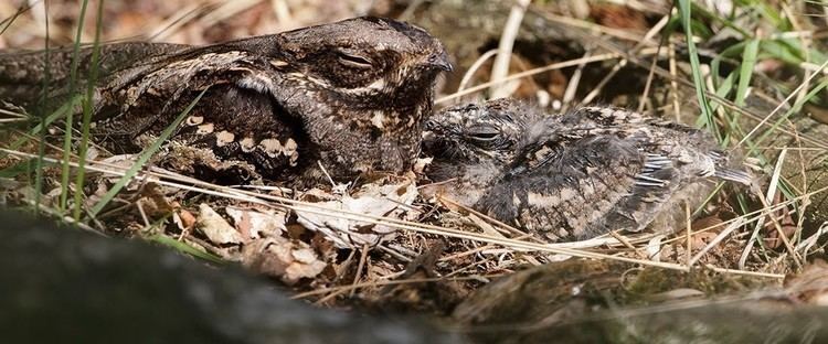 Nightjar The RSPB Nightjar