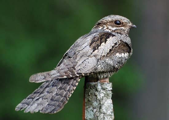 Nightjar nightjar bird Britannicacom