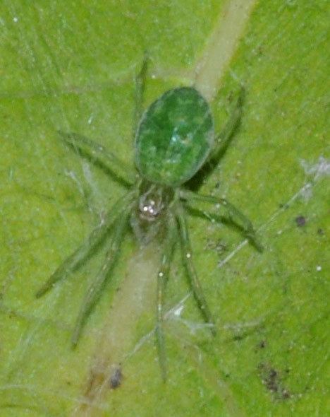 Nigma walckenaeri Nigma walckenaeri Nigma walckenaeri Body Spiders Species Dictyna
