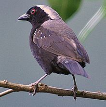 Nigrita (bird) httpsuploadwikimediaorgwikipediacommonsthu