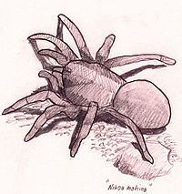 Nihoa trapdoor spider httpsuploadwikimediaorgwikipediaenthumb6