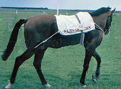 Nijinsky (horse) Nijinsky horse Wikipedia
