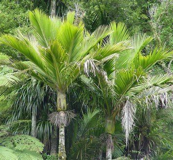 Nikau Rhopalostylis sapida Nikau Palm Shaving Brush Palm plant lust