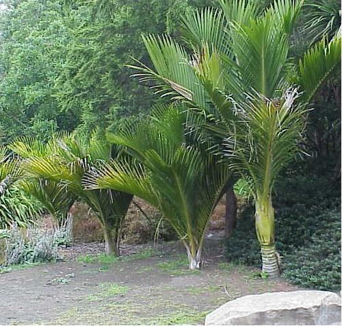 Nikau Palm SocietyNorthern California Chapter