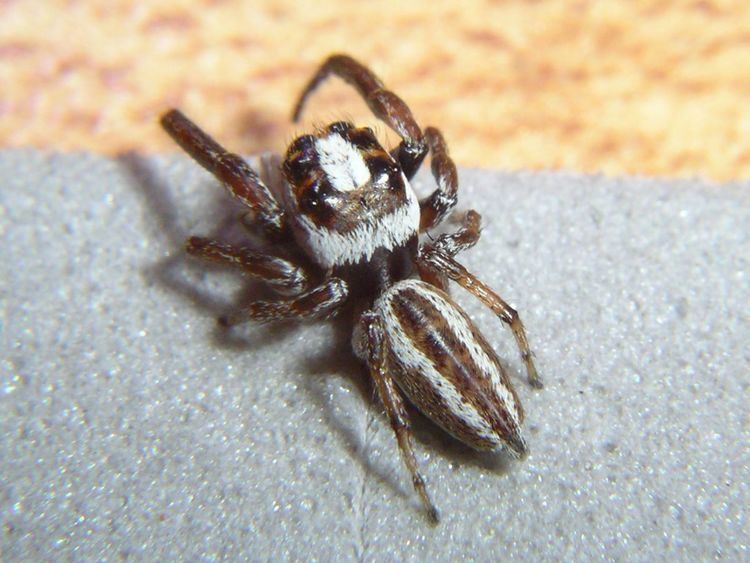 Nilakantha (spider)