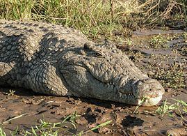 Nile crocodile httpsuploadwikimediaorgwikipediacommonsthu