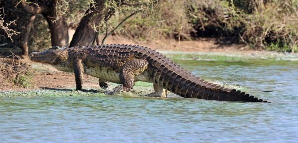 Nile crocodile Maneating crocodiles captured in Florida Earth EarthSky