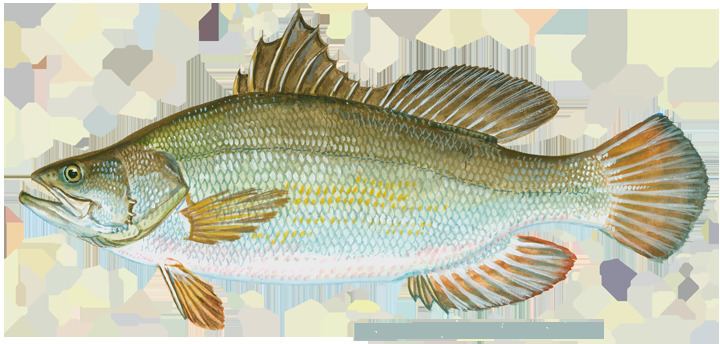 Nile perch perchnilepng