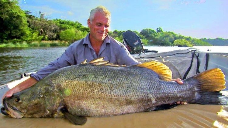 Nile perch Catching A Nile Perch River Monsters YouTube