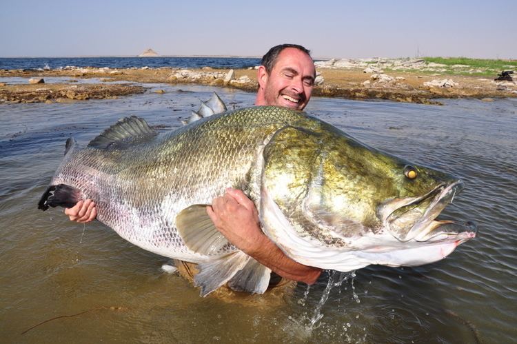 Nile perch Nile Perch The Game Fishing Guide to African Fish