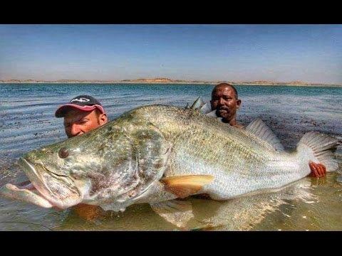 Nile perch 114 LBS MONSTER NILE PERCH IN SPINNING HD by CATFISHING WORLD
