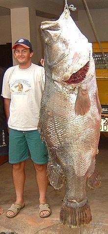 Nile perch httpsuploadwikimediaorgwikipediacommonsthu