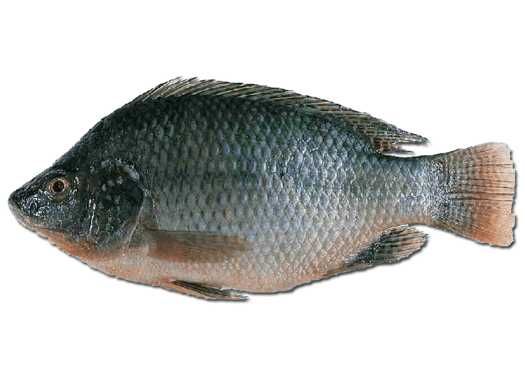 Nile Tilapia Alchetron The Free Social Encyclopedia