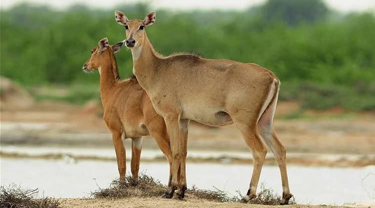 Nilgai A new sport in Rajasthan Shoot and save the nilgai The Indian Express