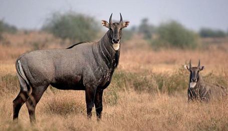 Nilgai Nilgai Antelope All About Exotics