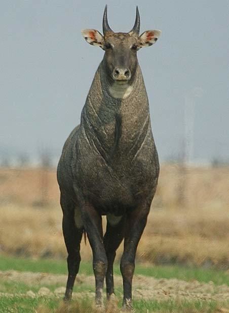 Nilgai Nilgai Blue Bull of India Animal Pictures and Facts FactZoocom