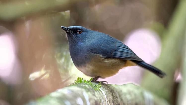 Nilgiri blue robin Nilgiri Blue Robin Sound YouTube