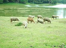 Nilgiri sheep httpsuploadwikimediaorgwikipediacommonsthu