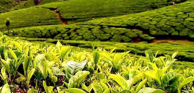 Nilgiri tea Nilgiris India Nilgiris Tea nilgiriscom