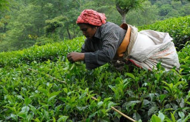 Nilgiri tea Nilgiri tea prices rise Business Line
