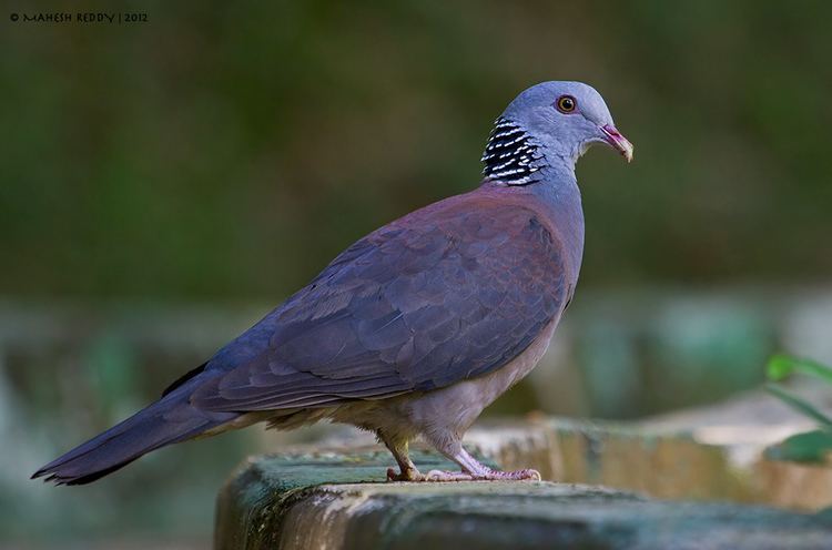 Nilgiri wood pigeon Nilgiri Wood Pigeon Columba elphinstonii Large pigeon found in