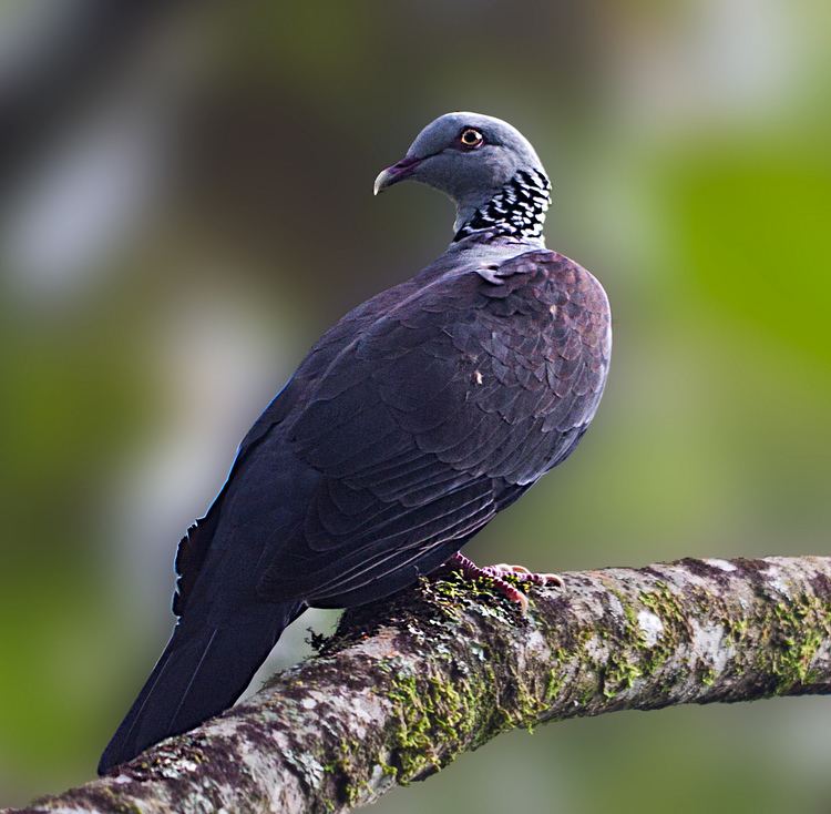 Nilgiri wood pigeon httpsindiasbirdsfileswordpresscom201312ni