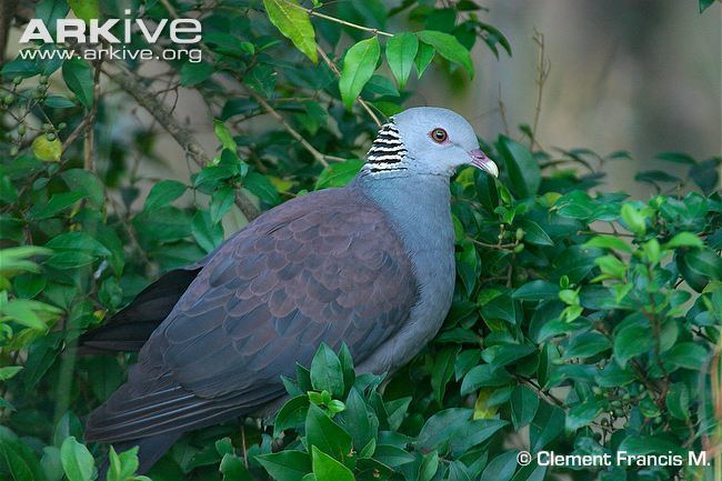 Nilgiri wood pigeon Nilgiri woodpigeon videos photos and facts Columba elphinstonii