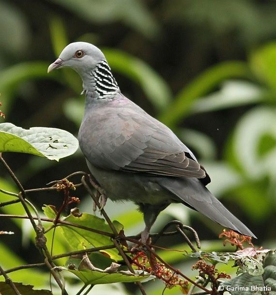 Nilgiri wood pigeon Oriental Bird Club Image Database Nilgiri Wood Pigeon Columba