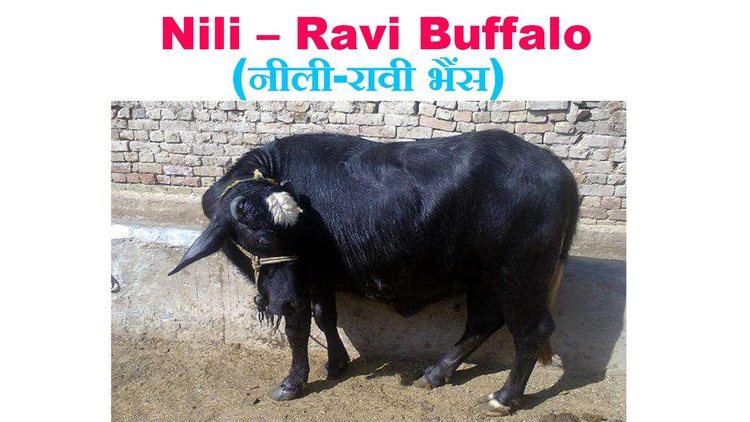 Nili-Ravi Buffalo Farming Nili Ravi Buffalo