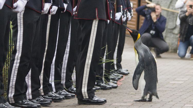 Nils Olav Meet Brigadier Sir Nils Olav a penguin who 39knows how important he